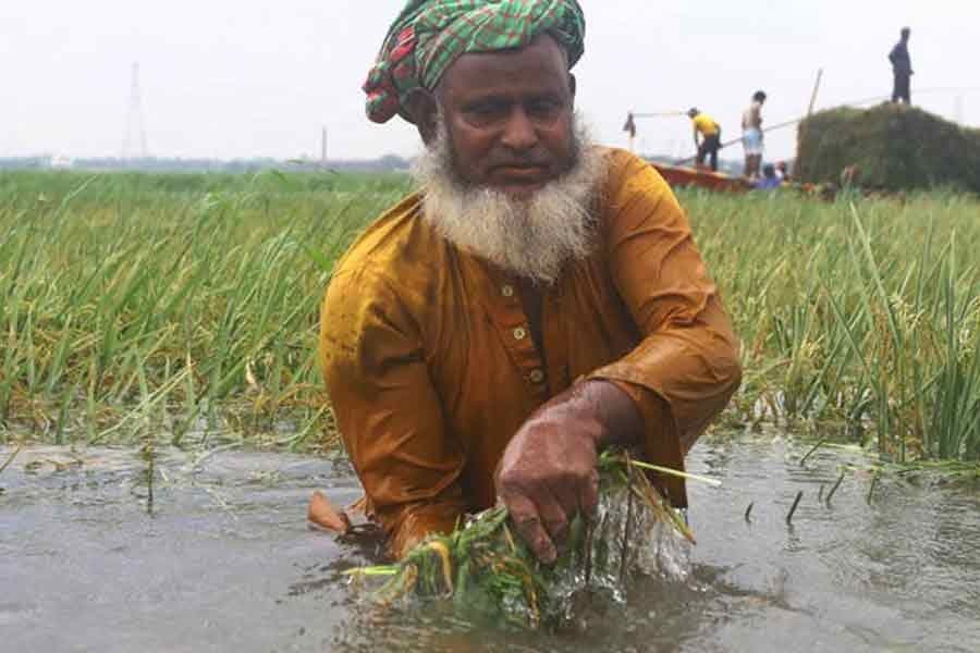 Standing by Boro paddy growers