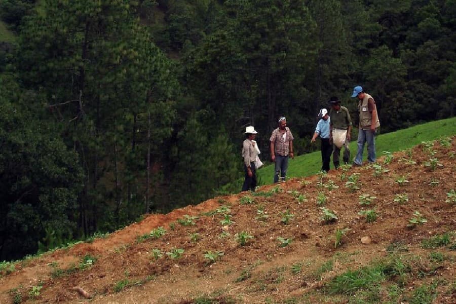 90pc of Earth's topsoil to be at risk by 2050: FAO