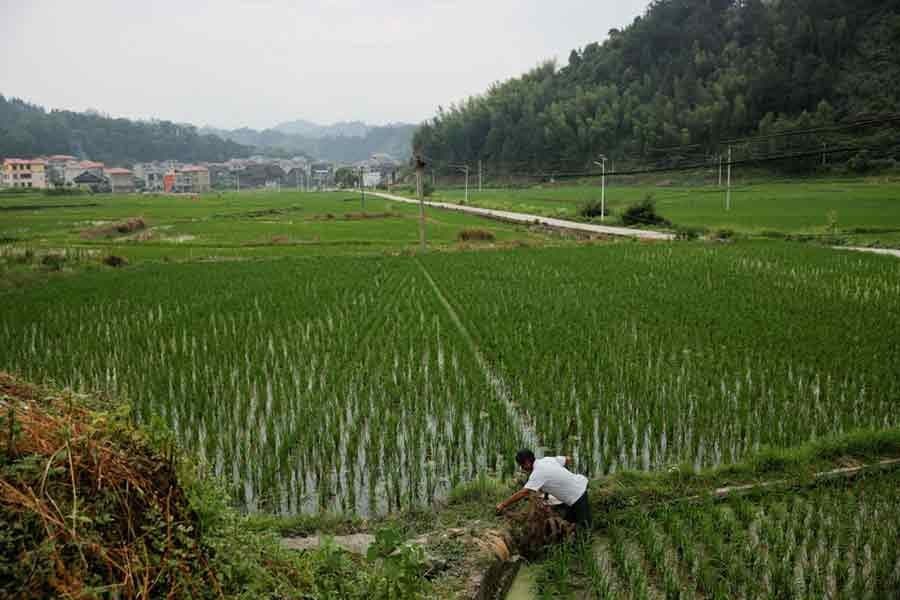 Ample world rice supplies to cushion impact of Pakistan, China crop losses