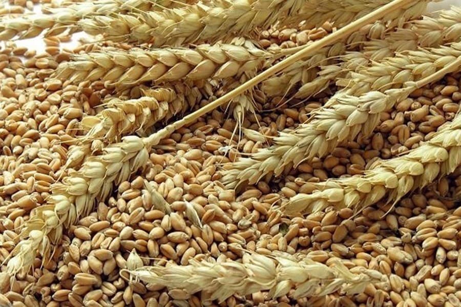 Food insecurity to intensify worldwide