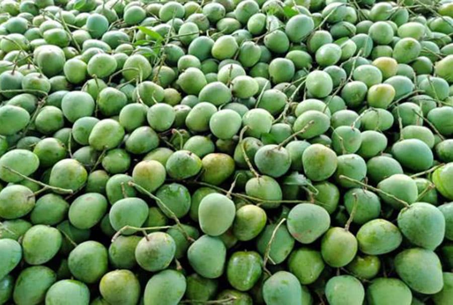 Bangladesh to export 4,000-tonne mangoes in next three months