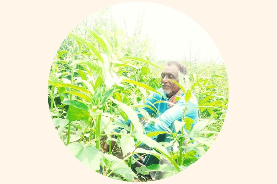 Bina-5 sesame a new hope for farmers