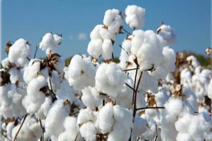 Textile mills push for withdrawal of AIT on cotton imports