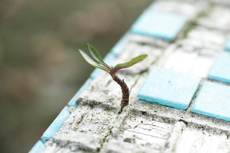 Who did not quit: Stories of choosing life