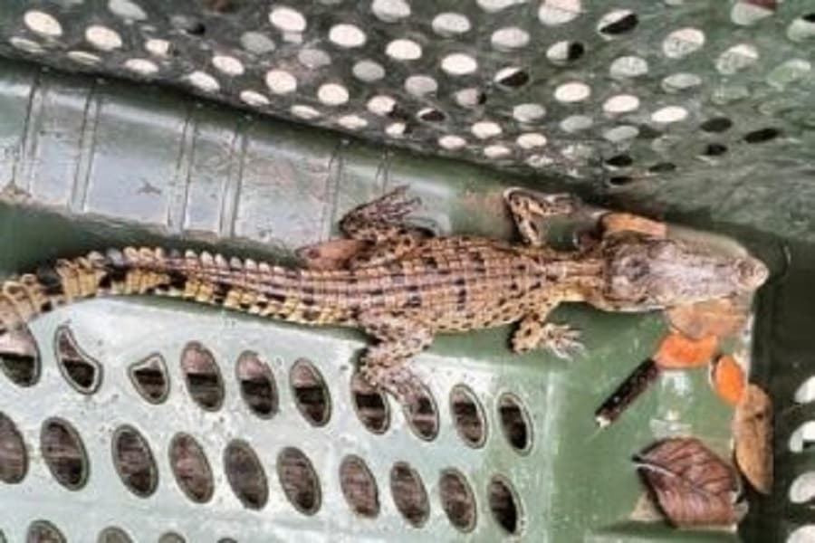 সুন্দরবনের উপকূলে ধরা পড়া কুমিরের বাচ্চা সুন্দরবনে অবমুক্ত