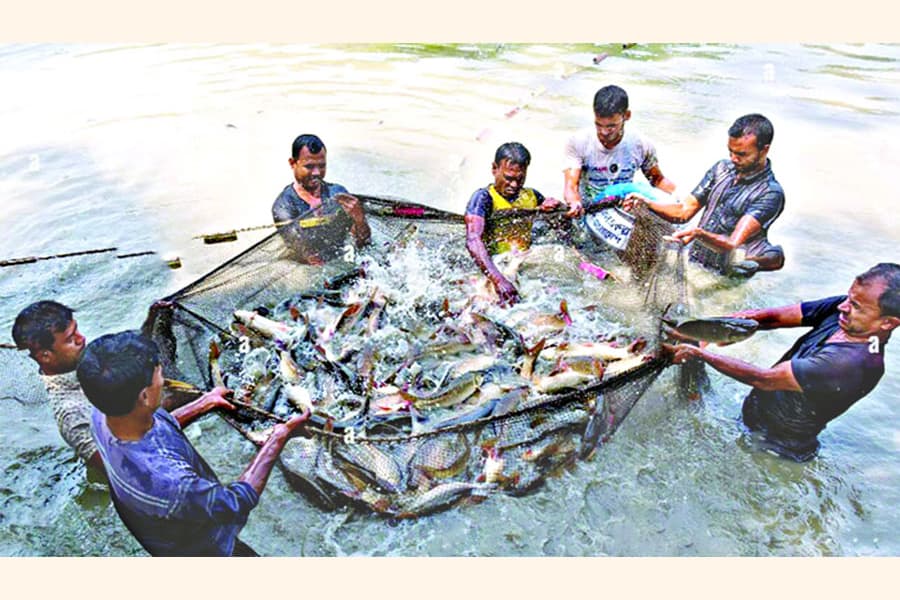 How aquaculture can boost rural economy