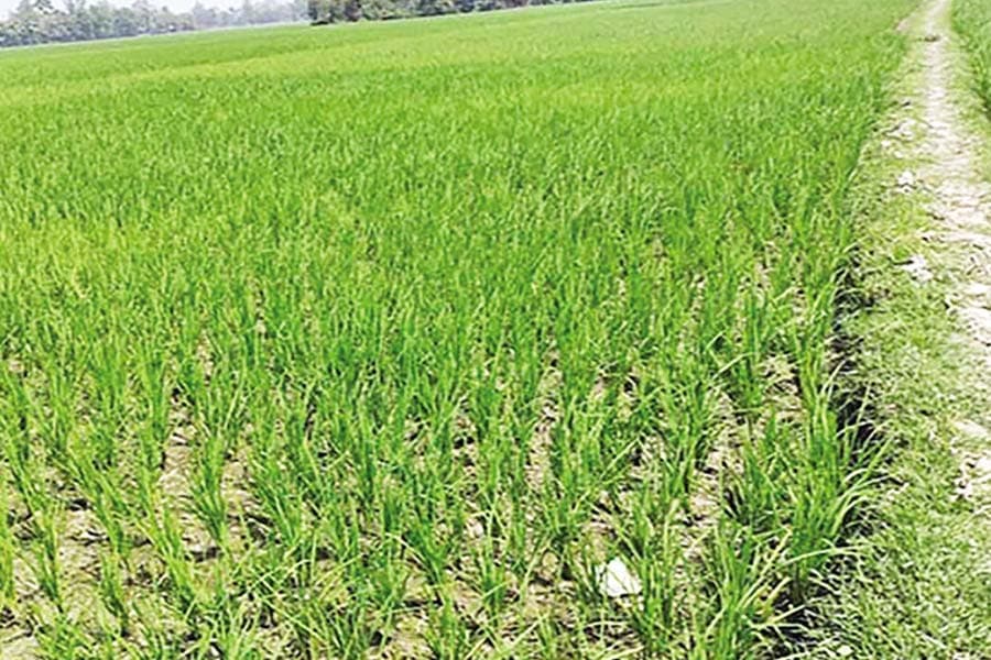 War in Iran a threat to agriculture