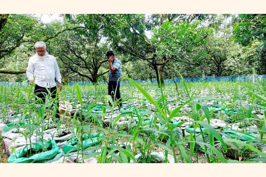 Ginger farming in sacks gaining popularity in Rajshahi