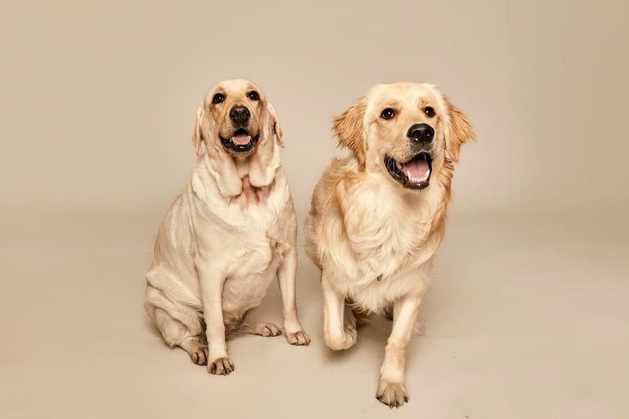 Your dog is literally saving your life