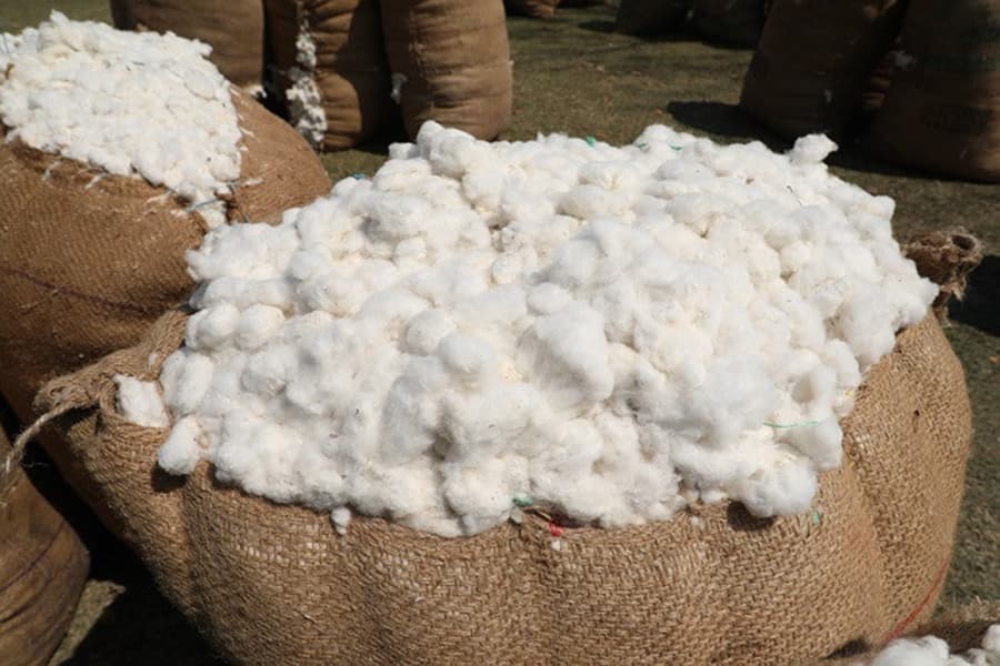 Govt set to halve source tax on local cotton purchase