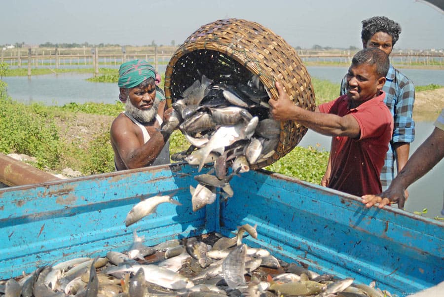 Govt to make national database on fisheries, livestock entrepreneurs