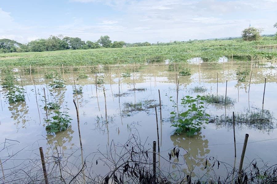 Rain leaves crops on 2,100 hectares in ruins