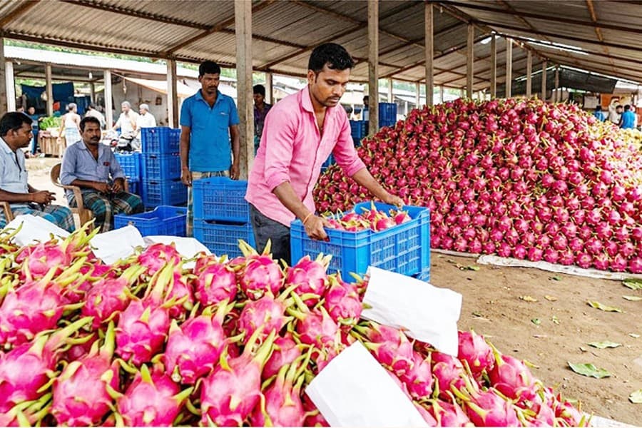 Maheshpur dragon fruit market sees Tk10-15m daily transaction