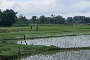 BGB stops BSF bid to install cement posts near Patgram border