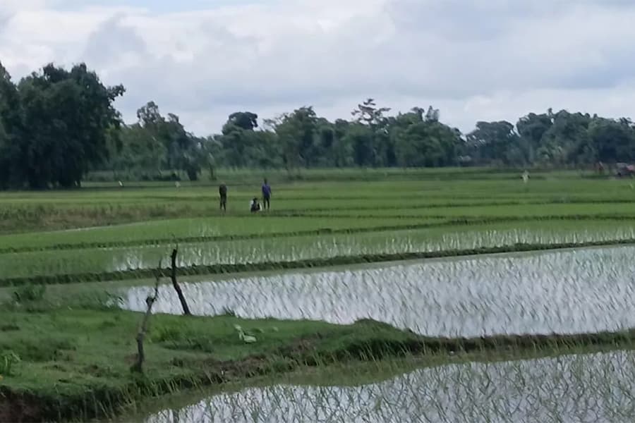 BGB stops BSF bid to install cement posts near Patgram border