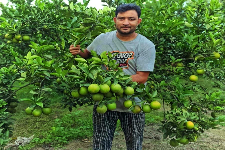 Lalmonirhat youth attains self-reliance through fruit farming venture