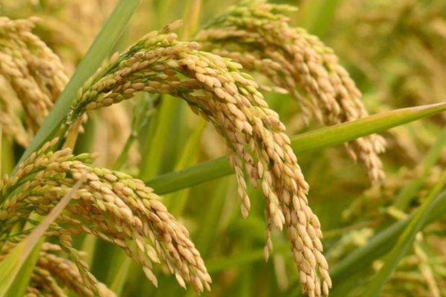 Govt releases two new rice varieties