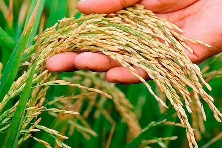 BRRI scientists discover two novel rice varieties