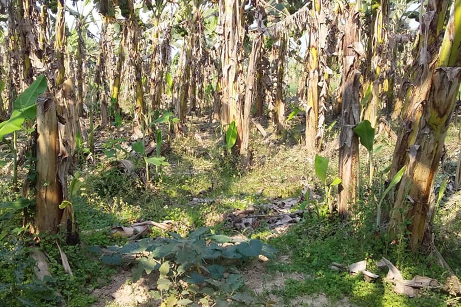 Ishwardi farmers distraught as ‘panama disease’ attacks banana trees