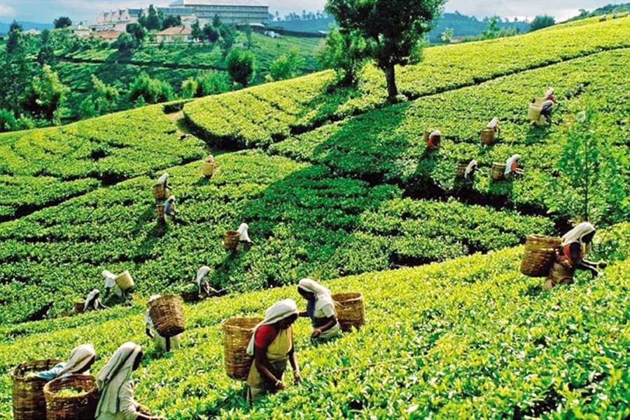 Exploring pre-monsoon charm of Srimangal