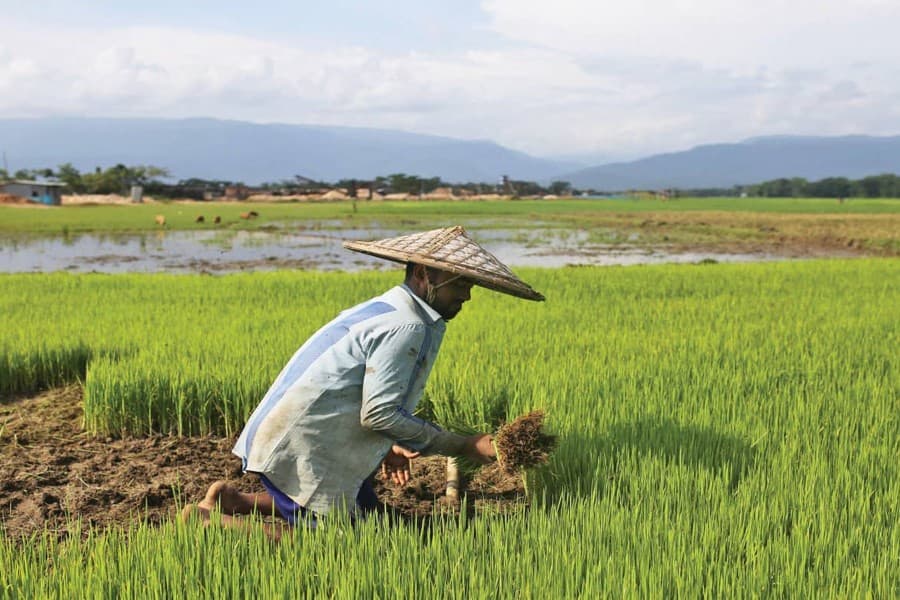 Bangladesh allocates Tk 385b for agriculture, aiming for 10pc annual growth by FY26