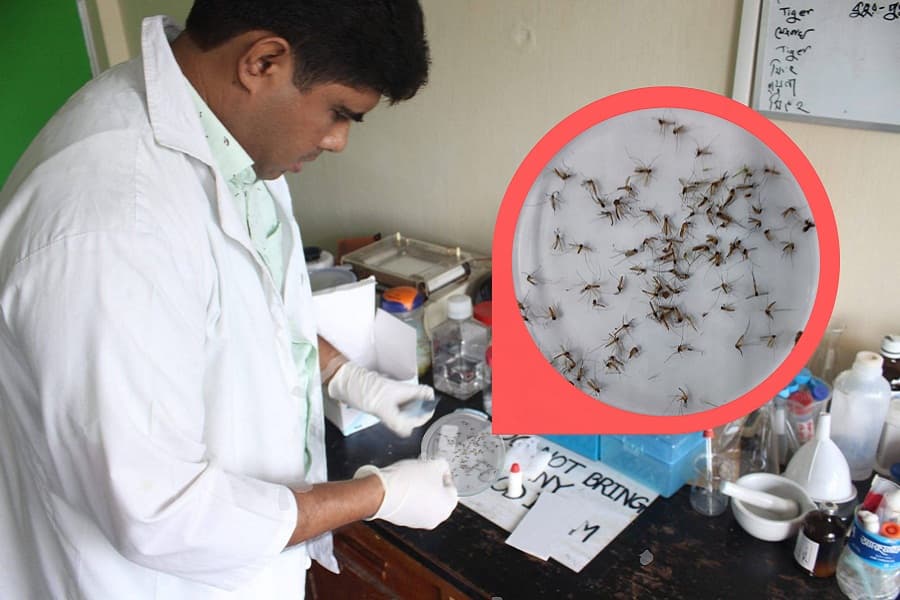 Surveillance of the virus in the mosquito is necessary to control dengue outbreaks