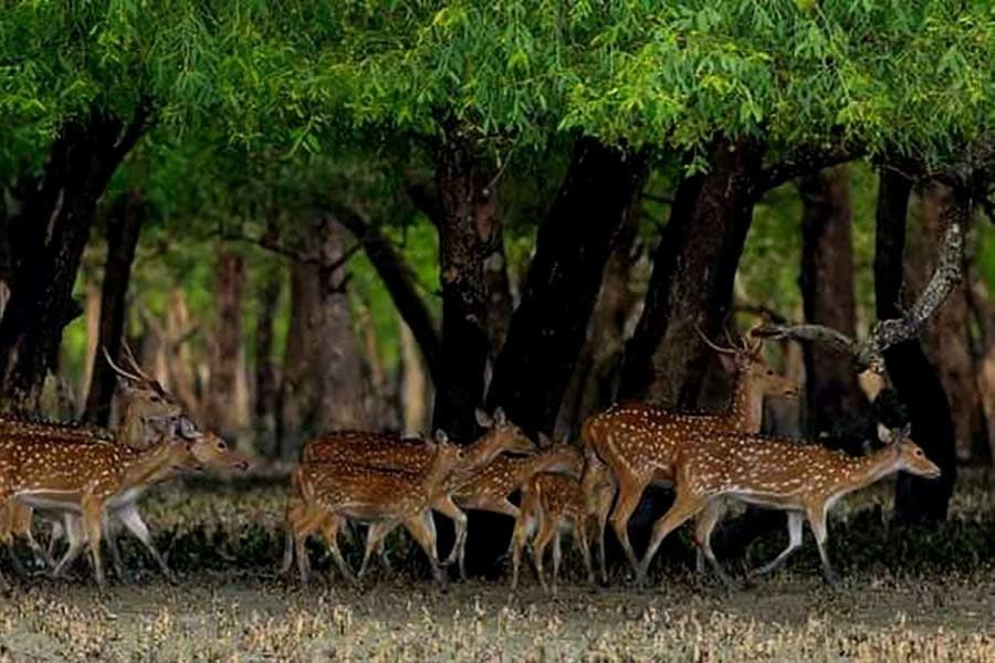 Cyclone Remal floods Sundarbans, wildlife at risk