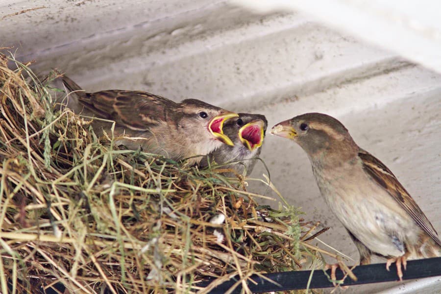 Do we miss sparrows chirping at our house ventilators?