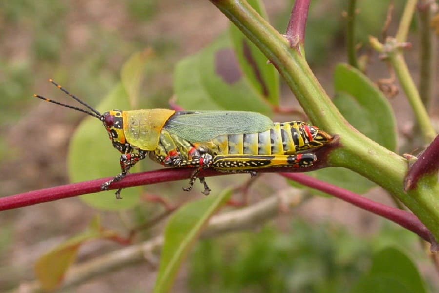Insects for agricultural development: A blessing or a curse?