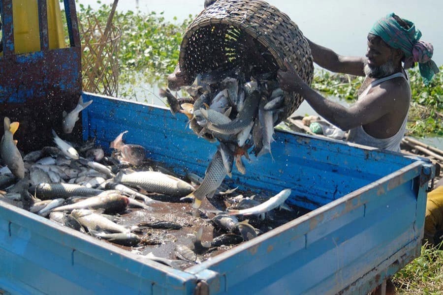 Bangladesh moves up a notch in ranking of fish production