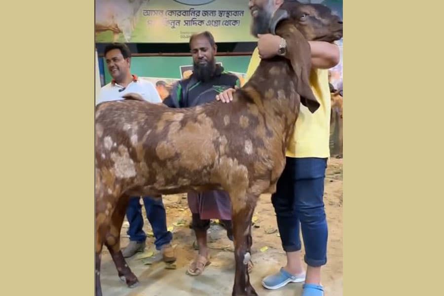 More to the goaty affair than meets the eye