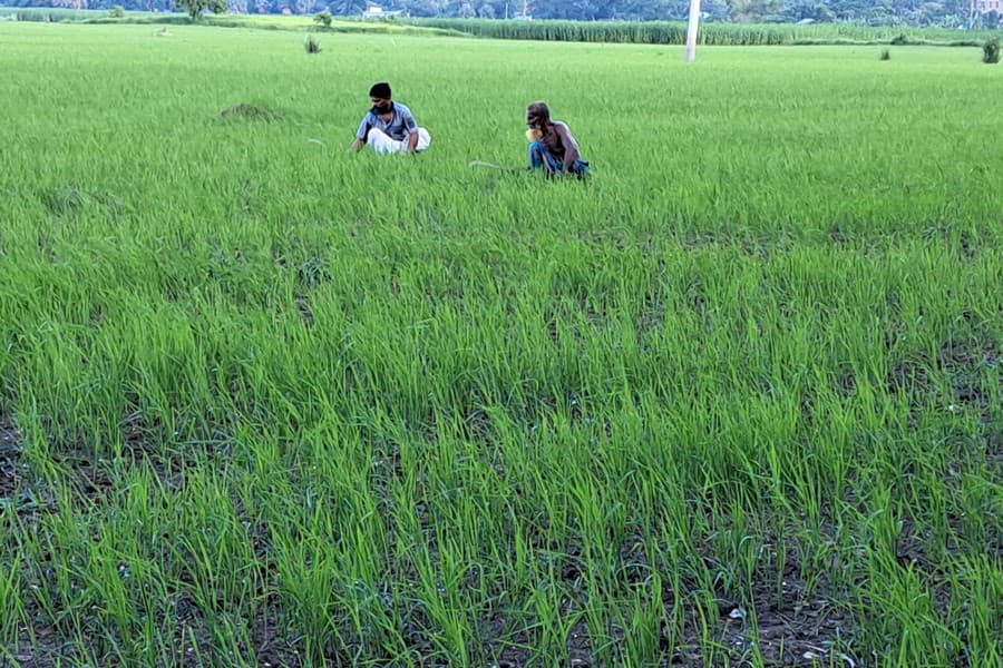 Massive plan taken for Aus cultivation in Gopalganj