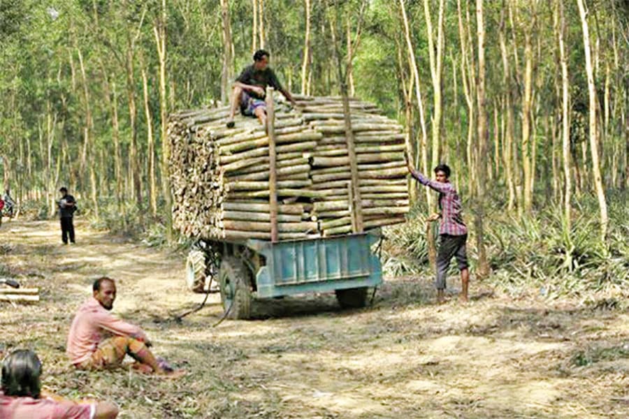 Recovering grabbed forest lands