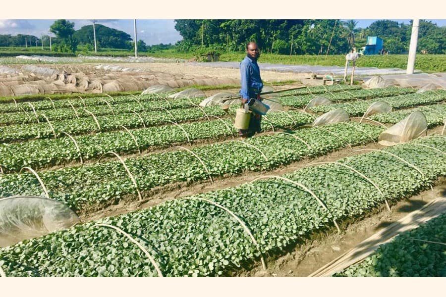 Farmers expect windfall profit from vegetable seedlings