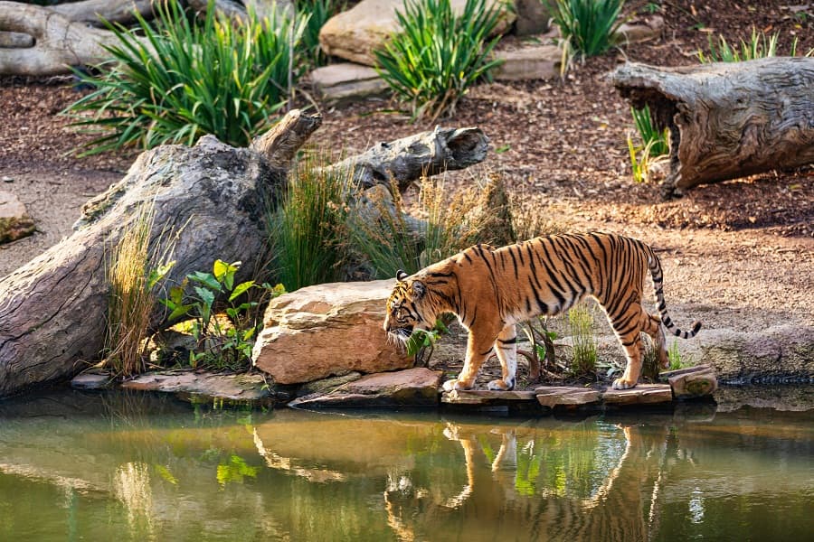 Celebration of World Tiger Day 2024