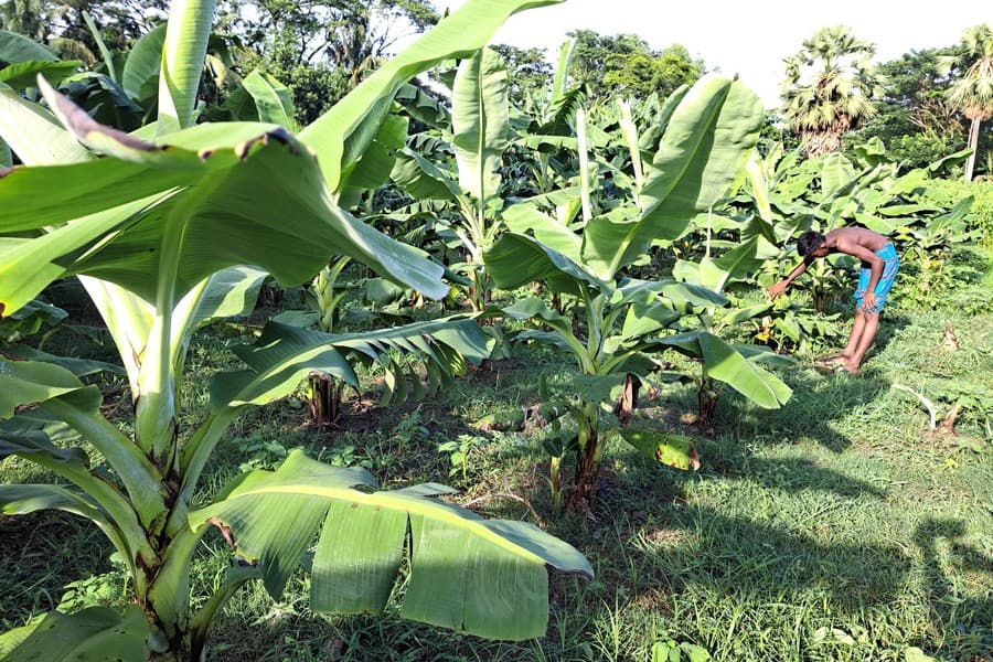'Deshi Sarbi' banana farming popular in Gopalganj