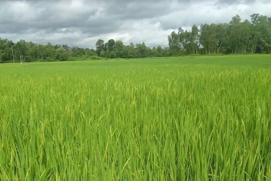Target fixed to produce 3,96,407 tonnes of rice in Gaibandha