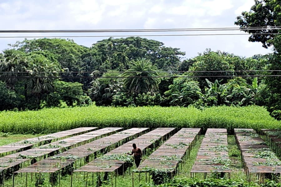 Teasel gourd farming a beacon of hope for Gopalganj farmers