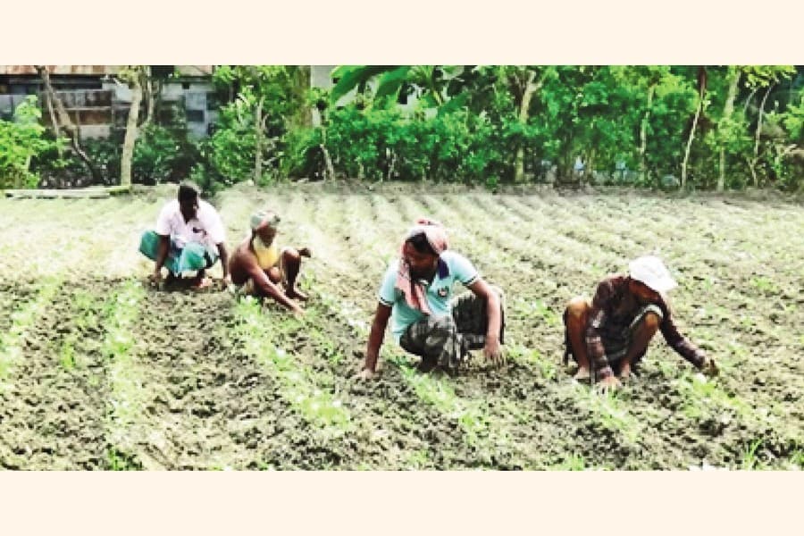 Chandpur farmers growing early winter vegetables