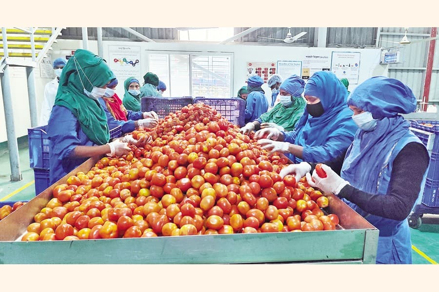 Contract farmers face hefty losses after tomato harvest