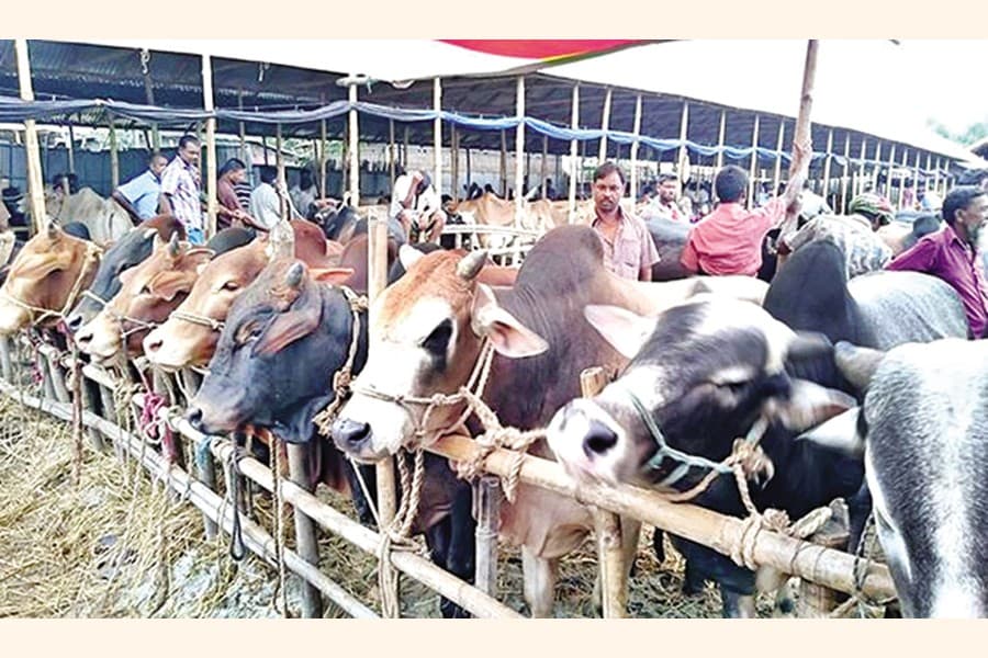 DSCC, DNCC to set up 16 cattle haats this Eid