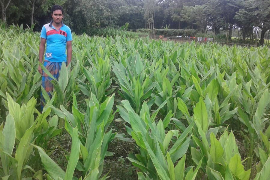 Rangpur growers optimistic of achieving good turmeric yield