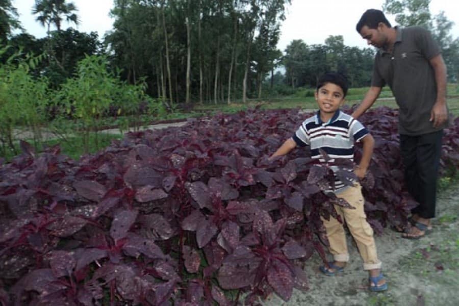 Marginal farmers attain financial solvency by farming red spinach