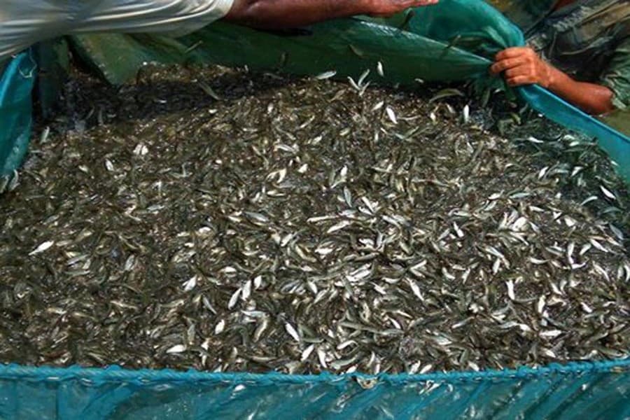 Over 500 trout fish cultivators become jobless at Adamdighi