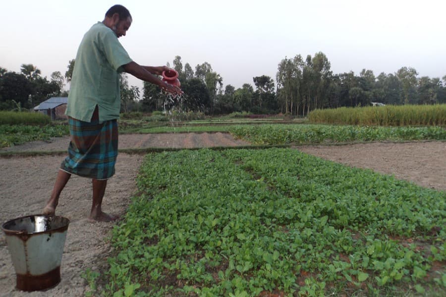 Farming of mustard plants as veg gains popularity in Joypurhat