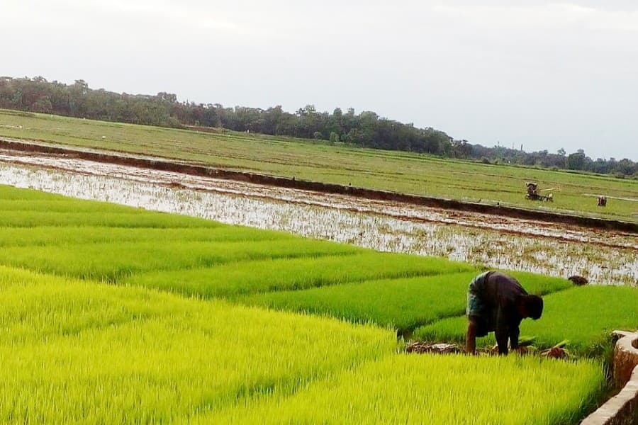 Sylhet farmers busy preparing Boro seedbeds for bumper production