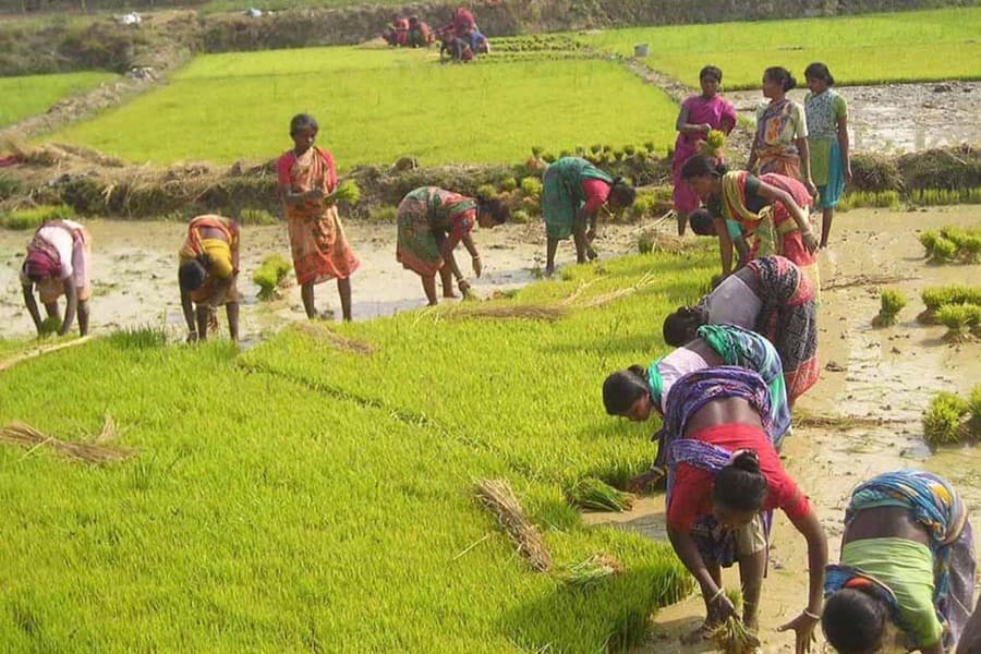 Ethnic farmers start growing Boro amid fertiliser shortage