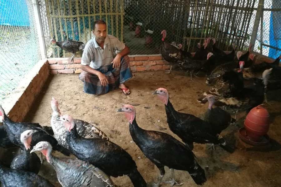 Turkey farming gains popularity in Rajshahi