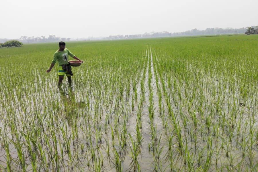 Gopalganj eyes bumper Boro yield