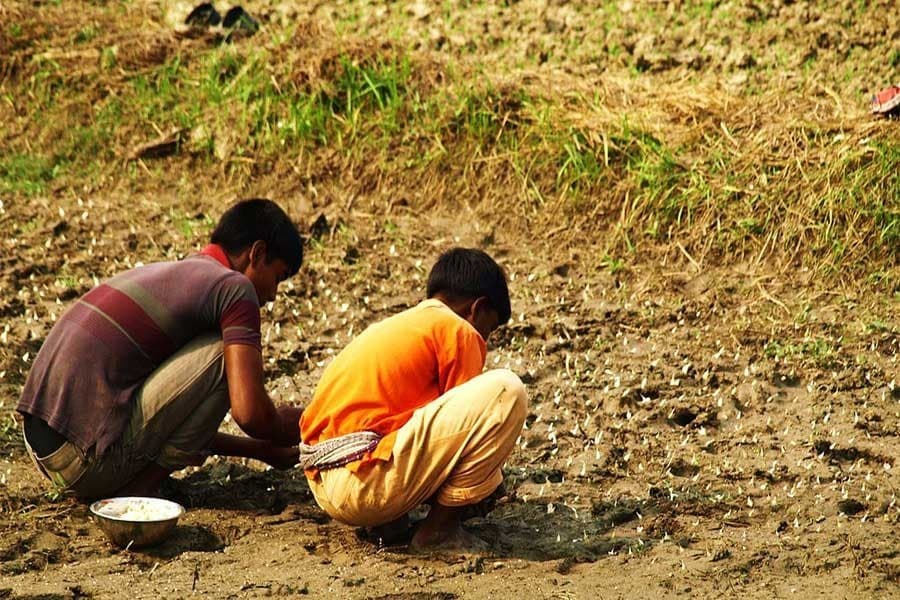 Garlic farming gets momentum in Rajshahi